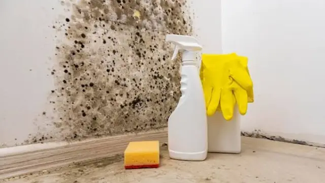 Dark mold growth on a wall above the baseboard with cleaning supplies