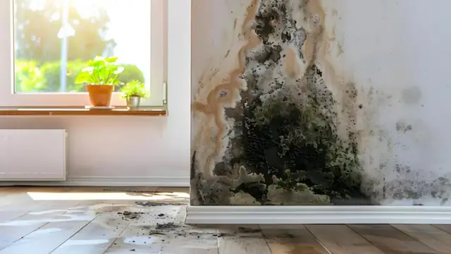 Mold spreading up a wall corner beside a window
