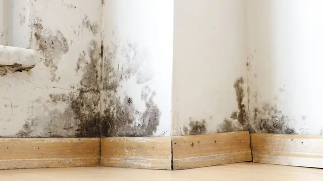 Mold in a wall corner above the baseboards after water damage